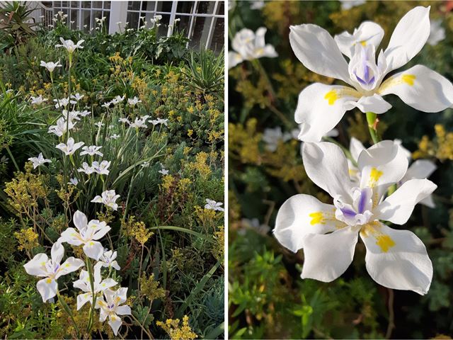 Dietes grandiflora hardy white flowered bedding plant