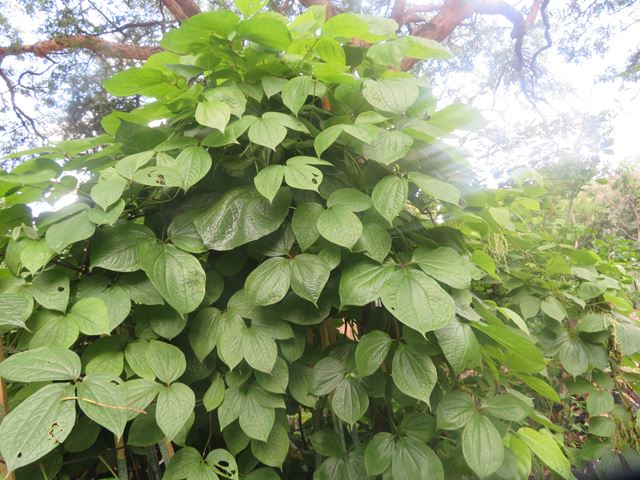 Dioscorea dregeana Wild yam Zulu medicinal plant