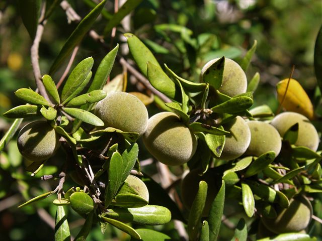 Diospyros austro africana fruit