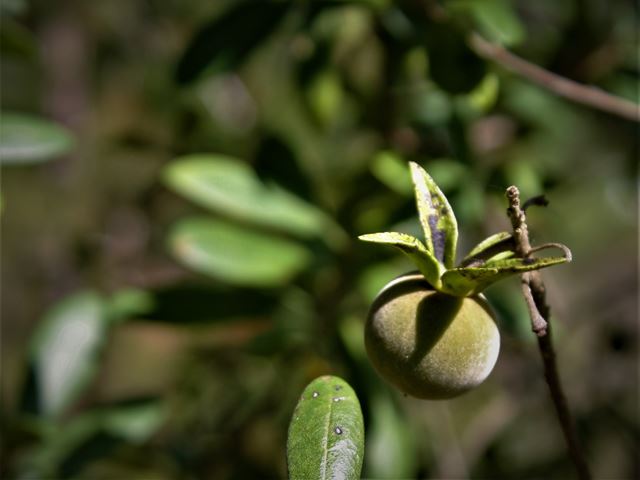 Diospyros austro africana ornamental indigenous shrub