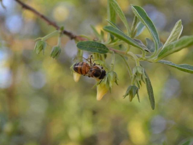 Diospyros lycioides flowers with bee pollinator