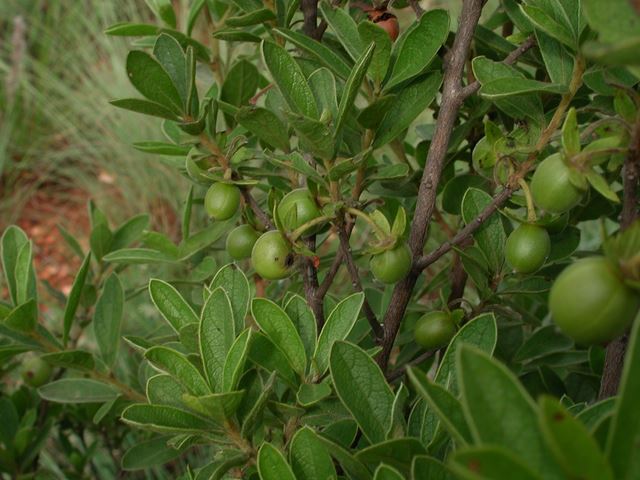 Diospyros lycioides leaves unripe fruit