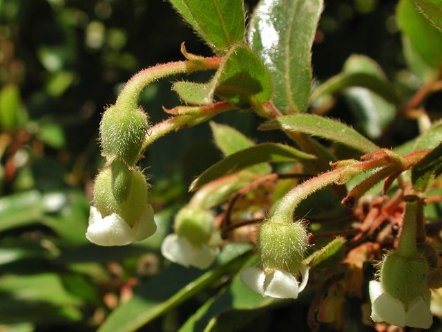 Diospyros whyteana flowers