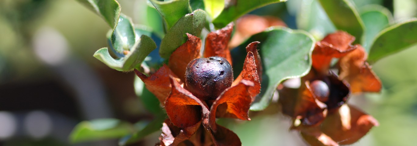 Diospyros Whyteana Bladder Nut Swartbas Munyavhili Umkhaze Umtenatane Mohlatsane
