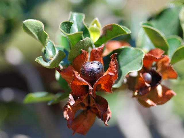Diospyros whyteana ripe fruit