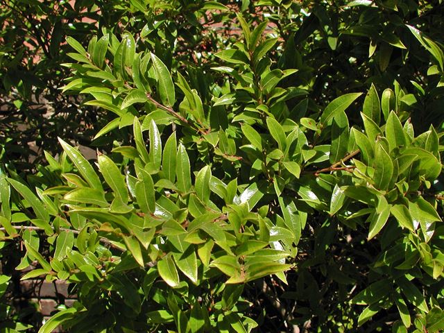 Diospyros whyteana tree