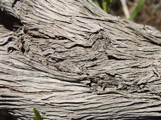 Dodonaea viscosa bark of old tree