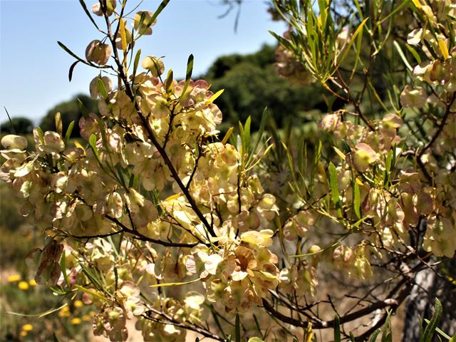 Dodonaea viscosa decorative hardy screening shrub