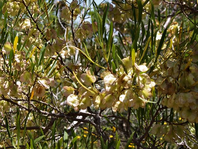 Dodonaea viscosa hardy indigenous evergreen shrub