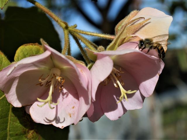 Dombeya burgessiae bee pollinator