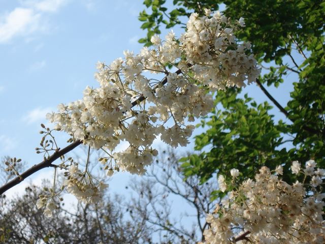 Dombeya rotundifolia flowering branch