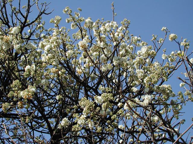 Dombeya rotundifolia flowering tree in spring