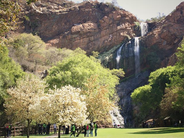 Dombeya rotundifolia Common Wild Pear Gewonedrolpeer Tshiluvhari ...