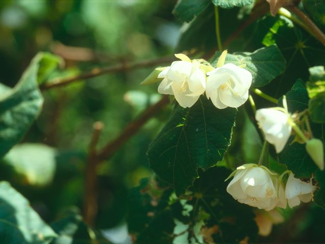Dombeya tiliacea flowers and leaves