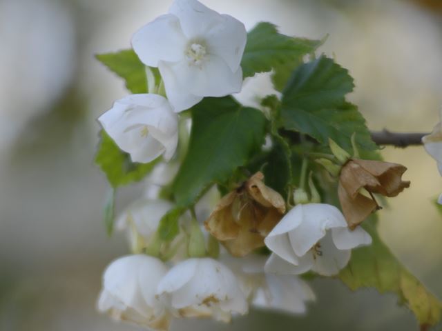 Dombeya tiliacea flowers