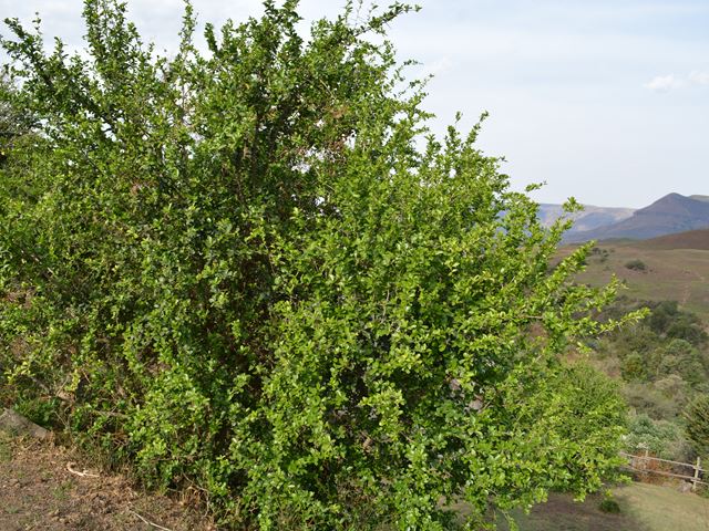 Dovyalis caffra hardy shrub for windbreaks and security hedges