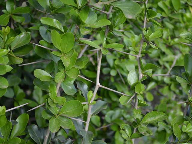 Dovyalis caffra spiny shrub for security hedge