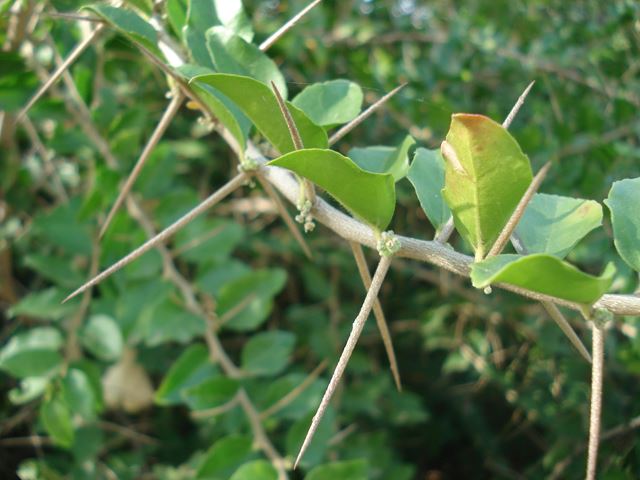 Dovyalis rhamnoides leaves thorns