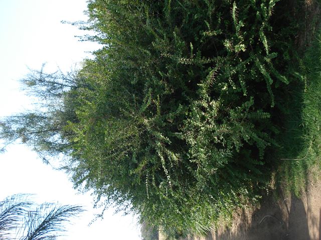 Dovyalis rhamnoides shrub