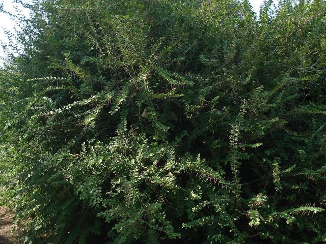 Dovyalis rhamnoides spiny shrub for security hedge