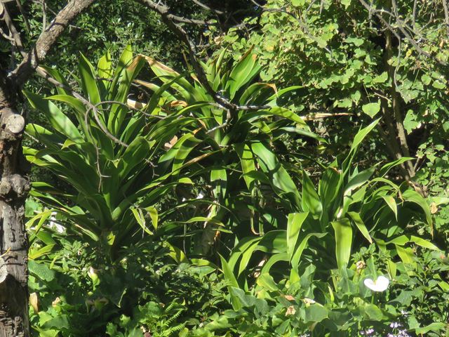 Dracaena aletriformis in garden landscape