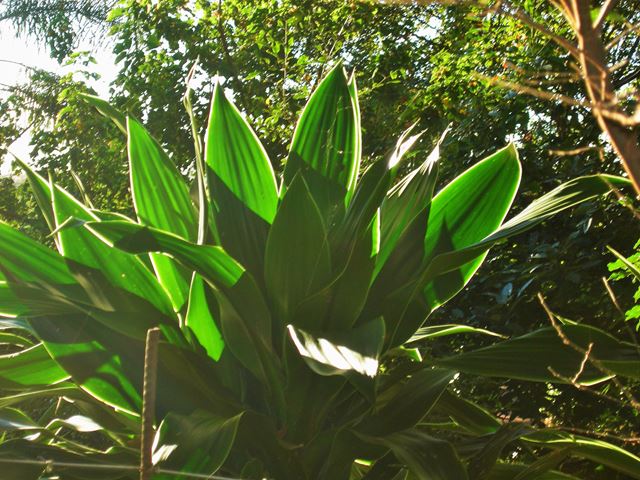 Dracaena aletriformis strap shaped leaves