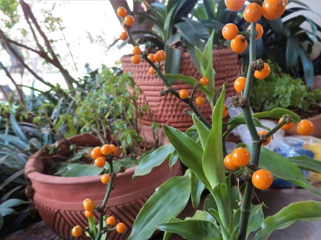 Dracaena mannii fruit bearing container plant