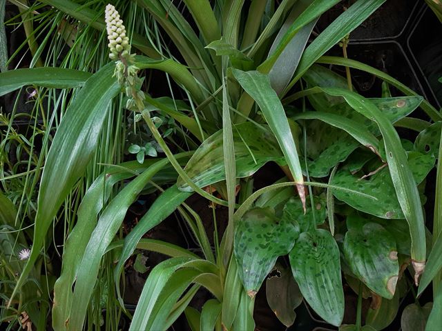 Drimiopsis maculata Ledebouria petiolata on vertical wall garden House Miller