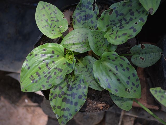 Drimiopsis maculata ornamental leaves