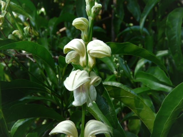 Duvernoia aconitiflora Lemon Pistol Bush nectar rich flowers