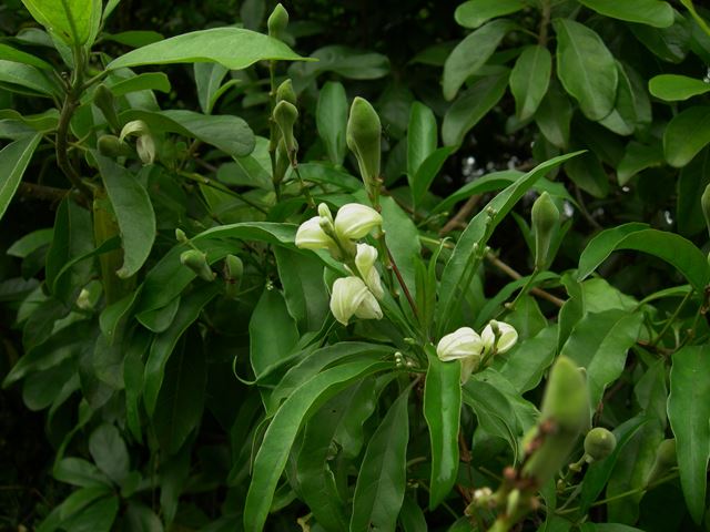 Duvernoia aconitiflora flowers and unripe capsules
