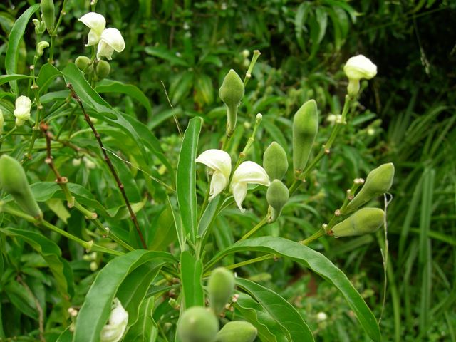 Duvernoia aconitiflora flowers and unripe velvety seed capsules