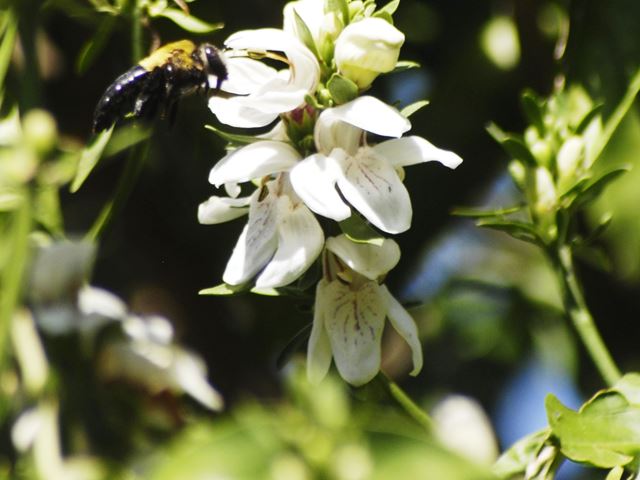 Duvernoia adhatodoides pollinator flower entry