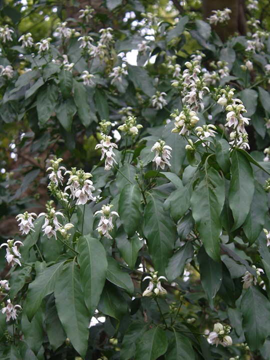 Duvernoia adhatodoides Pistolbush Pistoolbos uhlwalana