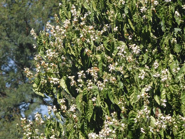 Duvernoia adhatodoides shrub in full flower