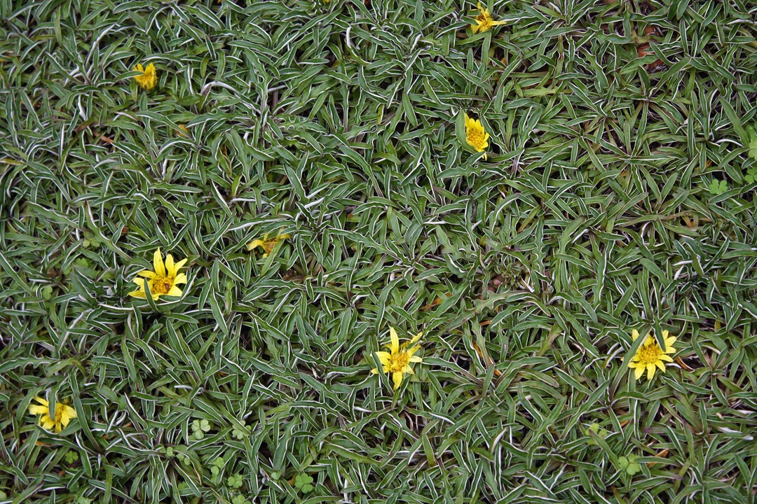 dymondia ground cover for sale