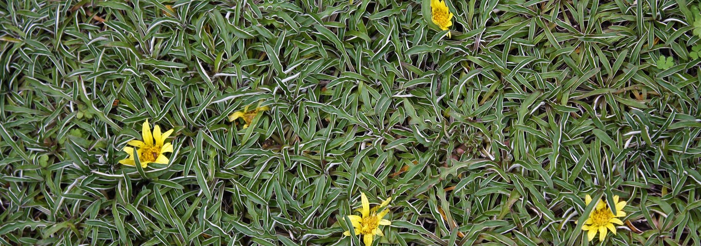 Dymondia margaretae