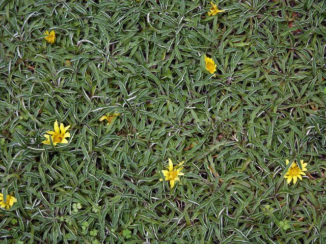Dymondia margaretae flowering short groundcover