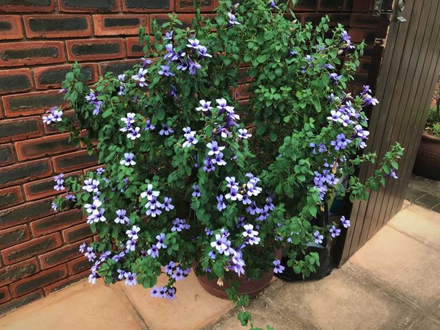 Dyschoriste thunbergiflora indigenous plants for patios and courtyard gardens