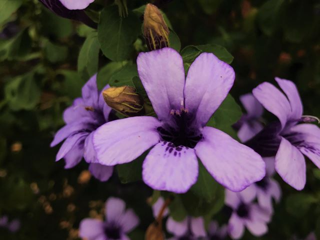 Dyschoriste thunbergiflora indigenous shrubs with purple flowers