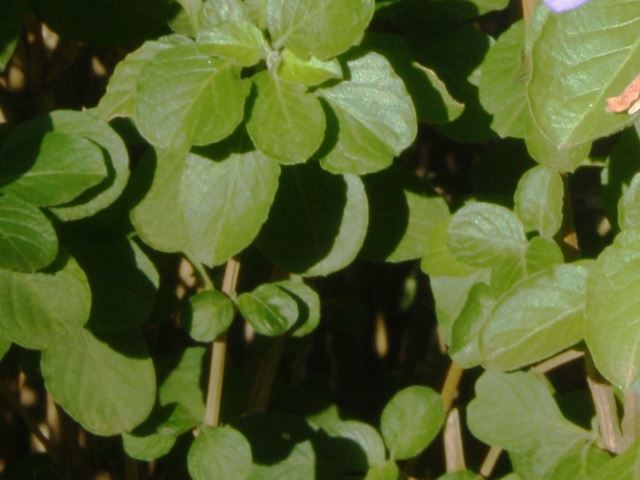 Dyschoriste thunbergiflora leaves
