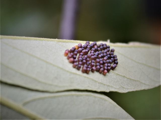 Eggs of Garden Acraea on back of Kiggelaria africana leaf