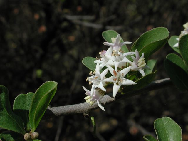 Ehretia rigida flowers 10