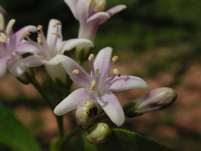 Ehretia rigida flowers