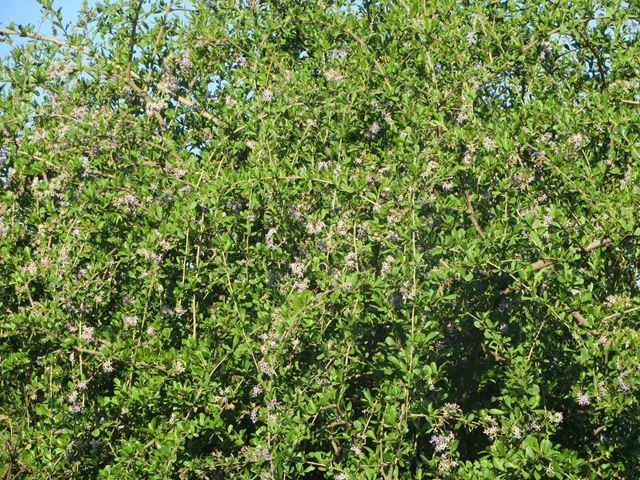 Ehretia rigida shrub