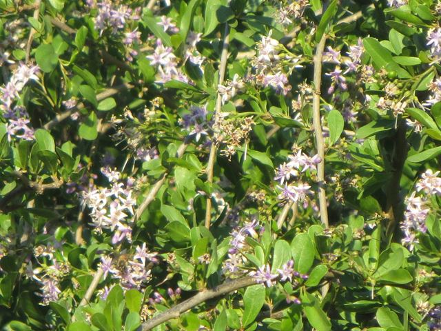 Ehretia rigida with flowering branches