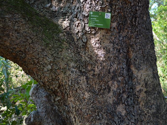 Ekebergia capensis bark on mature tree