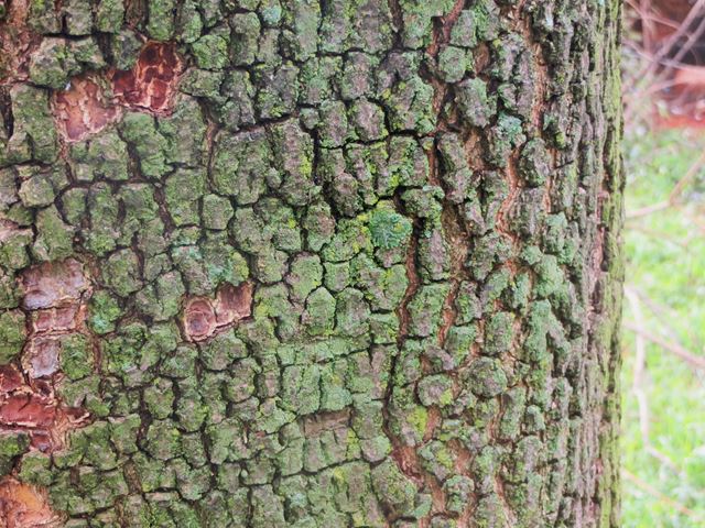 Ekebergia capensis bark