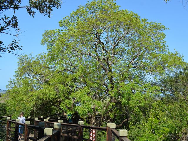 Ekebergia capensis large tree with spring foliage