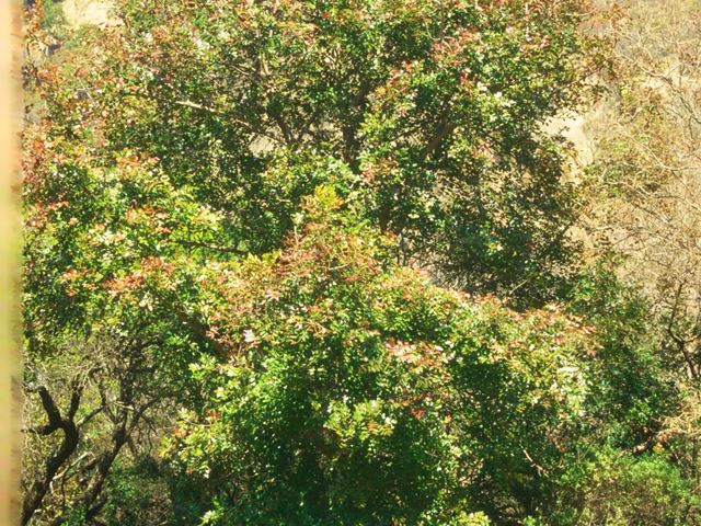 Ekebergia capensis new leaves on tree